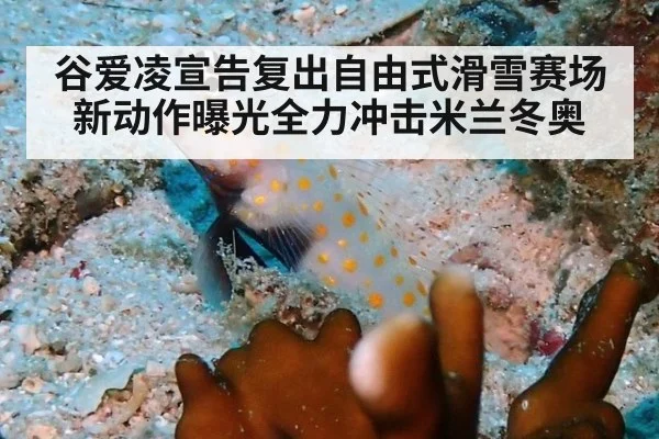 谷爱凌宣告复出自由式滑雪赛场 新动作曝光全力冲击米兰冬奥